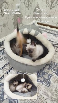 Сиямская мушук болалари