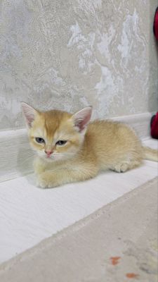 Золотая шиншилла