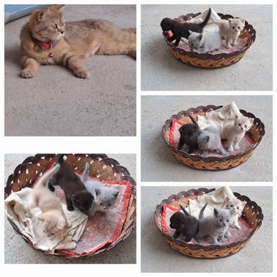 Котята продажа или обмен