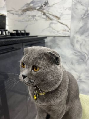Mushuk sotiladi! Scottish Fold