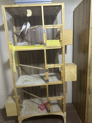 Qafasi bn 3 ta qush 450000min olmidgonlar bezovta qilmelar ovora qilib