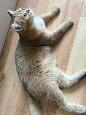 кот