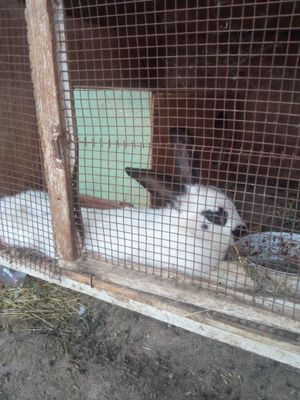 2ta quyon,5ta bolasi,in bilan