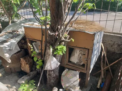 Quyon katag sotiladi.