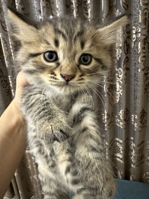 Котята бельгийский с рускоголубой