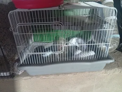 Хомяк учун клетка клетка для хояк