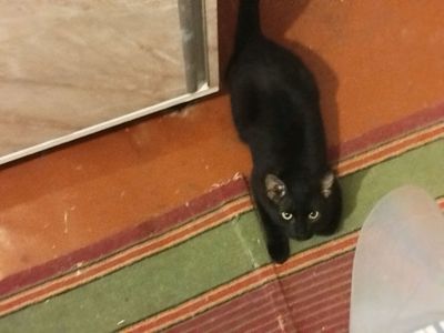 Срочно отдам кота!