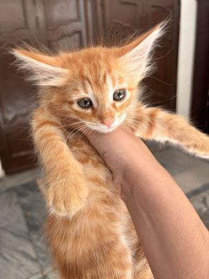 Отдам котят в добрые руки,все мальчики им 1,5-2 месяца