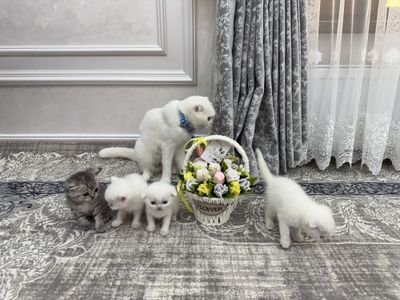 Котята продаю вислоухие британские