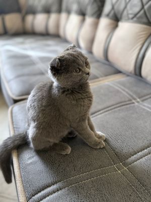 Scottish Fold Cat Pishakcha Mushukcha