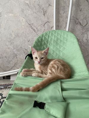 Продаётся Домашний кот