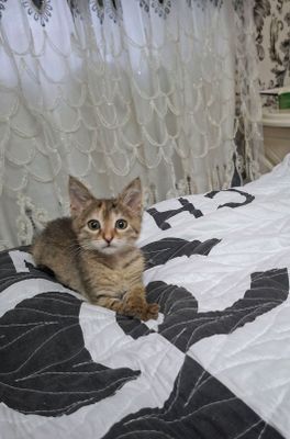 котёнок
