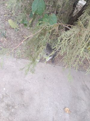 Пристройство жив