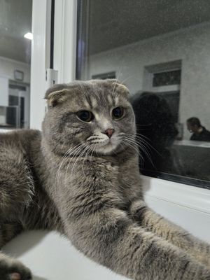 Шотландский выслоухий вязкага