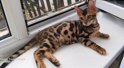 Бенгальские котята