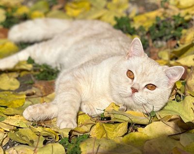 Кот скоттиш страйт приглашает кошечек фолдов на вязку