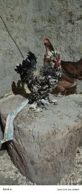 Yaponcha xurozcha Ōrdak