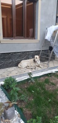Срочно продам САО (алабай) девочка
