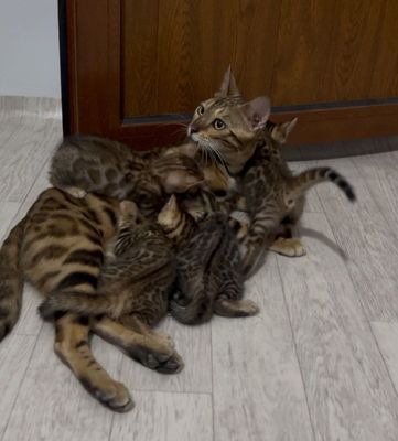 Бенгальские котята