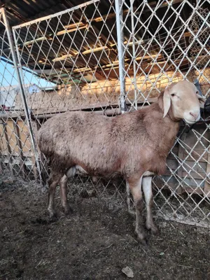 Кочкорлар арашан хусор