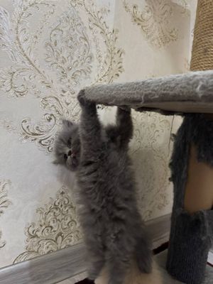 Продается котята