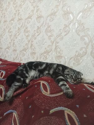 Вязка кот скотш фолд