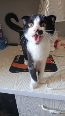 Продается котёнок 3.5 мес. Вислоухие .