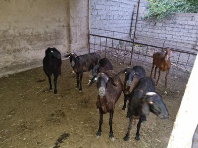 Она қўйлар 6 та, битта қўчқор қўзи ва битта ўрғочи қўзи сотилади,