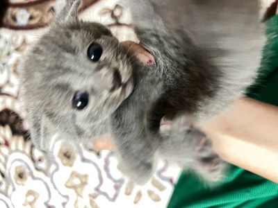 Скотч флойд котчта продам 500000