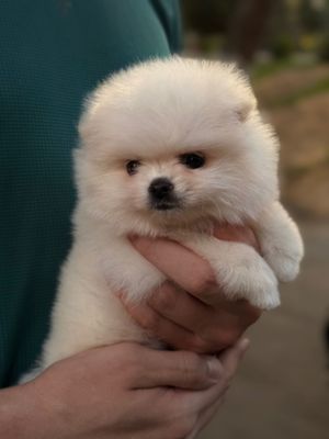 Щенок итальянского шпица девочка 2 мес
