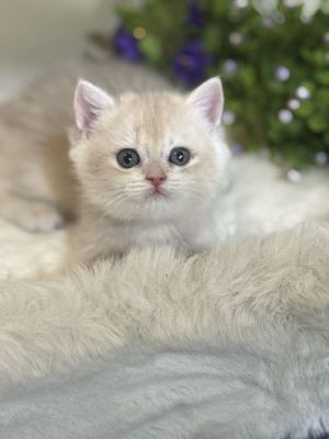 Продается британский котенок