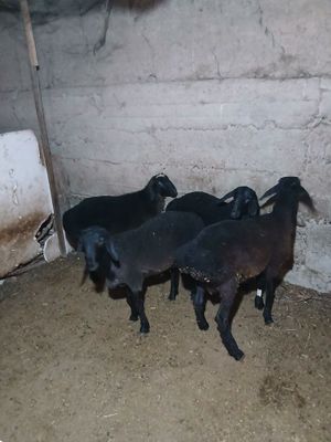 Toza xisori sotiladi