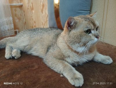 Shinshila va skotish bolalari sotilari