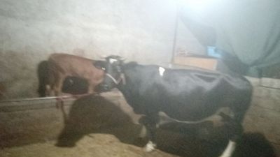 ONA BOLA SIGIR SOTILADI BOLASI BUQA oladganlar nomerlaga aloqaga