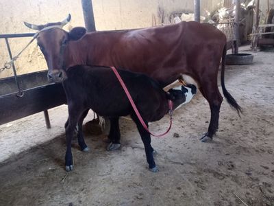 Ona bola sigirlar