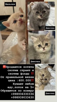 Котята скотиш страит и фолд