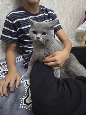 Мушук сотилади зотли