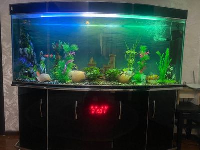 Akvarium baliqlari bilan