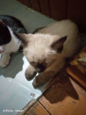 Котята 2 месяца,мальчики .Лоток знают на 5.В еде не привередливы.