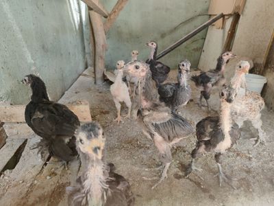 Australorp, jelsi va boshqa qora tovuq jo'jalari sotiladi