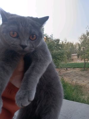 Sikotish stray qiz bola mushuk bor