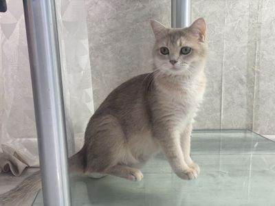 Продаётся кошка (Шотландская страйт, золотая шиншилла)