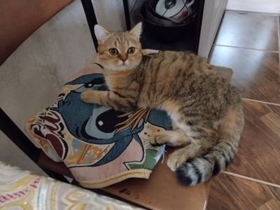 Продаются кот и кошечка