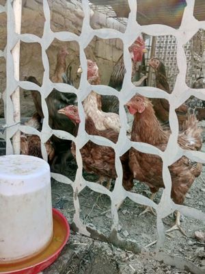 Домашние товуклар сотилди