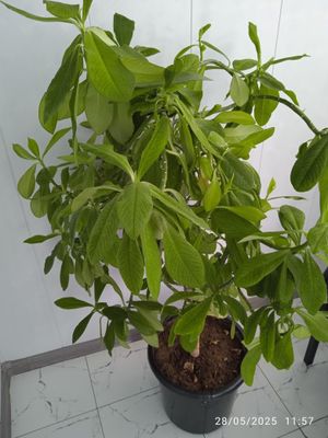 Xona guli oʻsimligi