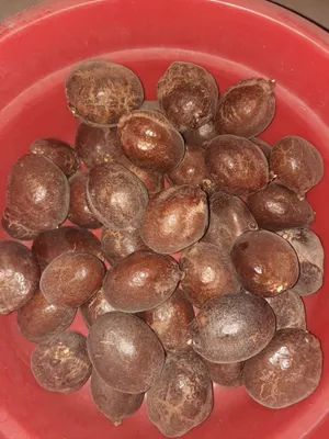 Xomila Mevasi  arabistondan obkeltirilgan