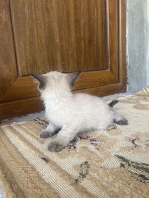 Siyamski mushukchala