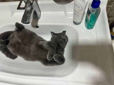 Продается кот, хорошим людям