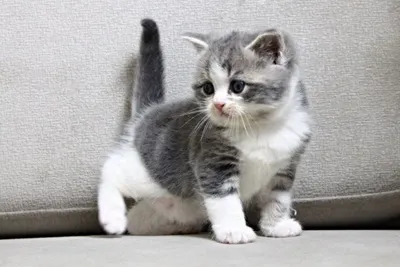 Mushuk bolalari arzon narxda