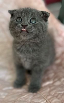 Котенок скотиш фолд мальчик